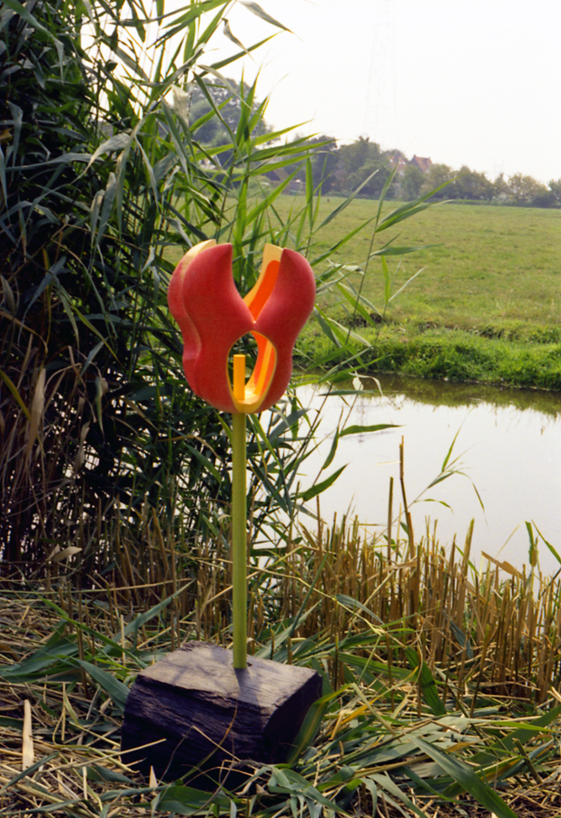 Tulipa Hollandica buiten2